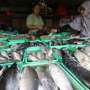 Puasa Sampai Lebaran, Harga Ikan Cukup Stabil