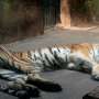 Malangnya Harimau Ini, Kurus Kering Bak Tulang Terbungkus Kulit