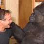 Robin Williams Meninggal, Gorila Ini pun Ikut Menangis