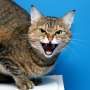 Ibu dan Putrinya Disandera Kucing, Terpaksa Hubungi 911