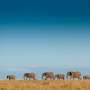 Dalam Tiga Tahun, 100.000 Ekor Gajah Dibunuh di Afrika