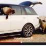 Land Rover Geram Mobilnya Dijadikan Tempat Makan Domba di Saudi