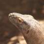 Satwa Mirip Komodo Berkeliaran di Jalan Tol Arah Ancol