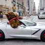Menggemaskan, Ada Teddy Bear Raksasa Jalan-jalan Naik Corvette!