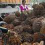 Lewat WTO, Indonesia Siap Lawan Uni Eropa Soal Kelapa Sawit