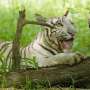 Masuk Hutan, Perempuan India Tewas Dicabik Harimau