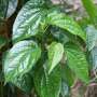 5 Bahan Alami Ini Efektif Atasi Gangguan Gusi