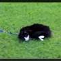 Kucing Ini Menolak Diajak Jalan-jalan Seperti Anjing