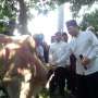 Sapi Ketua DPR Kalah Besar dari Ketua DPD