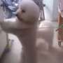 Wah, Anjing 'Ngegemesin' Ini Jago Nari "Chachacha"
