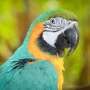 Suka Mengumpat, Kumpulan Burung Beo Dikeluarkan dari Kebun Binatang