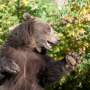 Tes Kepribadian Gambar Beruang: Kenali Alasan Kamu Populer Tapi Tidak Disukai Orang Lain