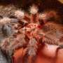 Cerdik, Pria Ini Pelihara Tarantula Agar Ibu Mertua Enggan Datang ke Rumah
