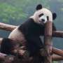 Gempa Guncang Provinsi Sichuan China, Panda Raksasa Berhasil Menyelamatkan Diri