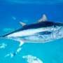 Wow.. Tuna Ini Laku Seharga Rp4,3 Miliar