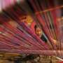 "Festival Baduy 2016" Bukti Geliat Pariwisata Banten