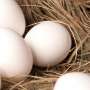 Fakta di Balik 5 Mitos Soal Telur yang Masih Kita Percaya, Apa Saja?