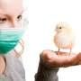 Belanda Temukan Flu Burung yang Sangat Patogenik