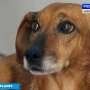 Anjing Ini Setia Tunggu Majikan yang Telah Tiada