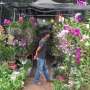 Berburu Tanaman Hias di "Jakarta Expo Taman 2014"