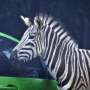 Taman Safari Indonesia