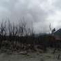 100 Hektare Hutan Gunung Papandayan Terbakar