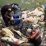 Banyak Ikan Sapu-sapu Mati Terapung di Kali Baru, DLH DKI Periksa Dugaan Air Tercemar Limbah Jeroan Hewan Kurban