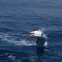 Menikmati Sate Ikan Blue Marlin di Pesisir Barat