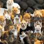Aoshima, 'Surganya' Kucing yang Diserbu Wisatawan