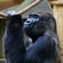 Wajib Tahu! 8 Arti Mimpi Dikejar Gorila, Ada Kaitannya dengan Keluarga?
