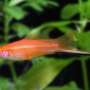 Spesies Ikan Baru Ditemukan di Anambas