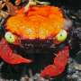 Misteri "Kepiting Vampir" Terungkap, Berasal dari Jawa