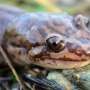 Salamander Raksasa Ini Meneror Sungai-sungai di Zaman Purba