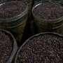 Indonesia Dinobatkan Menjadi "Surga Kopi Dunia"