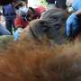 Penyelamatan Orangutan Sumatera