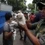 Yusup, Si Penjual Elang dan Kucing Hutan Akhirnya Dibekuk