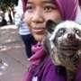 Mengintip Rahasia Seks Musang yang Bisa Bercinta Hingga 3 Jam