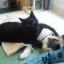 Kucing Hitam Diburu, Diklaim Sebagai Obat Corona, Padahal Hoaks