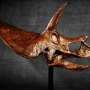 Tengkorak Dinosaurus Paling Lengkap Dijual Rp23 M