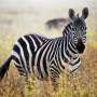 Iseng Berujung Fatal, Pakai Kostum Zebra, Dua Pria Ini Dikeroyok Singa