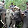 Habitat Terakhir Gajah Sumatera Dikepung 7 Tambang Batubara