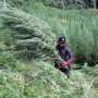 Ladang Ganja 29 Hektar
