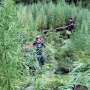 Polisi dan BNN Telusuri Temuan 7 Hektare Ladang Ganja di Aceh