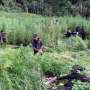 BNN Musnahkan Ladang Ganja LIma Hektare