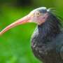 Spesies Burung Langka Ini Terancam Punah Akibat ISIS