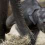 Lucunya Bayi Gajah dan Jerapah Beradaptasi