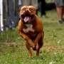 Pitbull Gigit Bocah sampai Wafat, Pencinta Hewan: Orang Tua Lalai