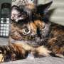 Kucing Ini Mati pada Usia 27 Tahun