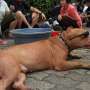 Awas, Marak Pencurian Anjing Peliharaan di Jakarta