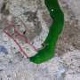 Kemunculan Cacing Aneh Mirip Alien Gegerkan Taiwan